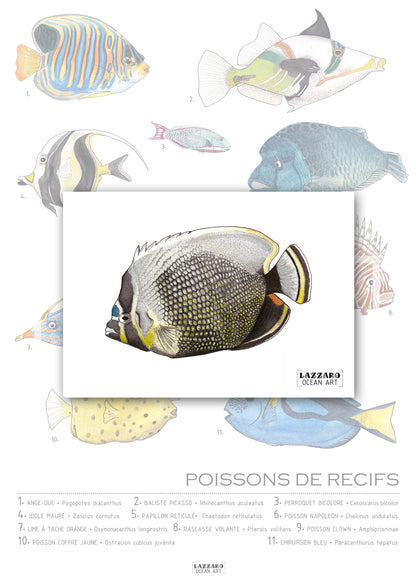 Carte postale - Poisson Papillon réticulé