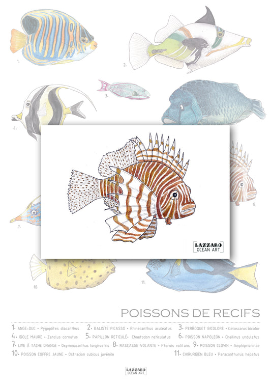 Carte postale - Poisson Rascasse volante