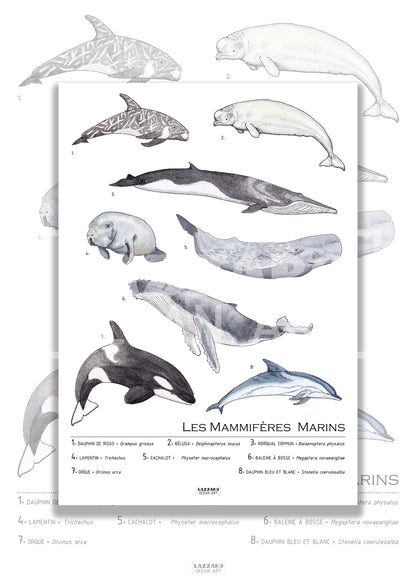 Affiche - Les mammifères marins