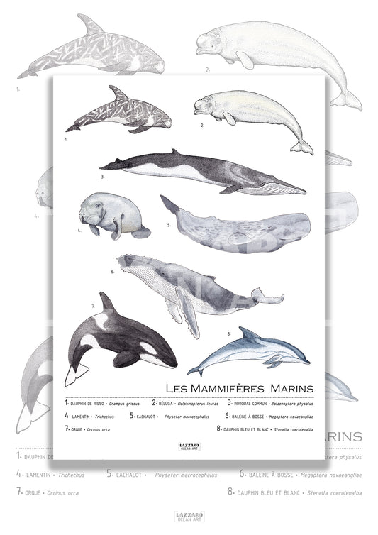 Affiche - Les mammifères marins