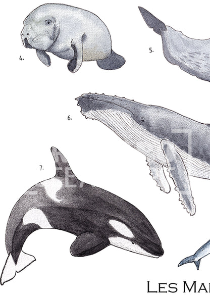 Affiche - Les mammifères marins