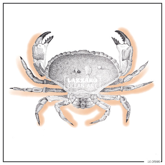 Le Crabe - Collection Capsule fin d'année