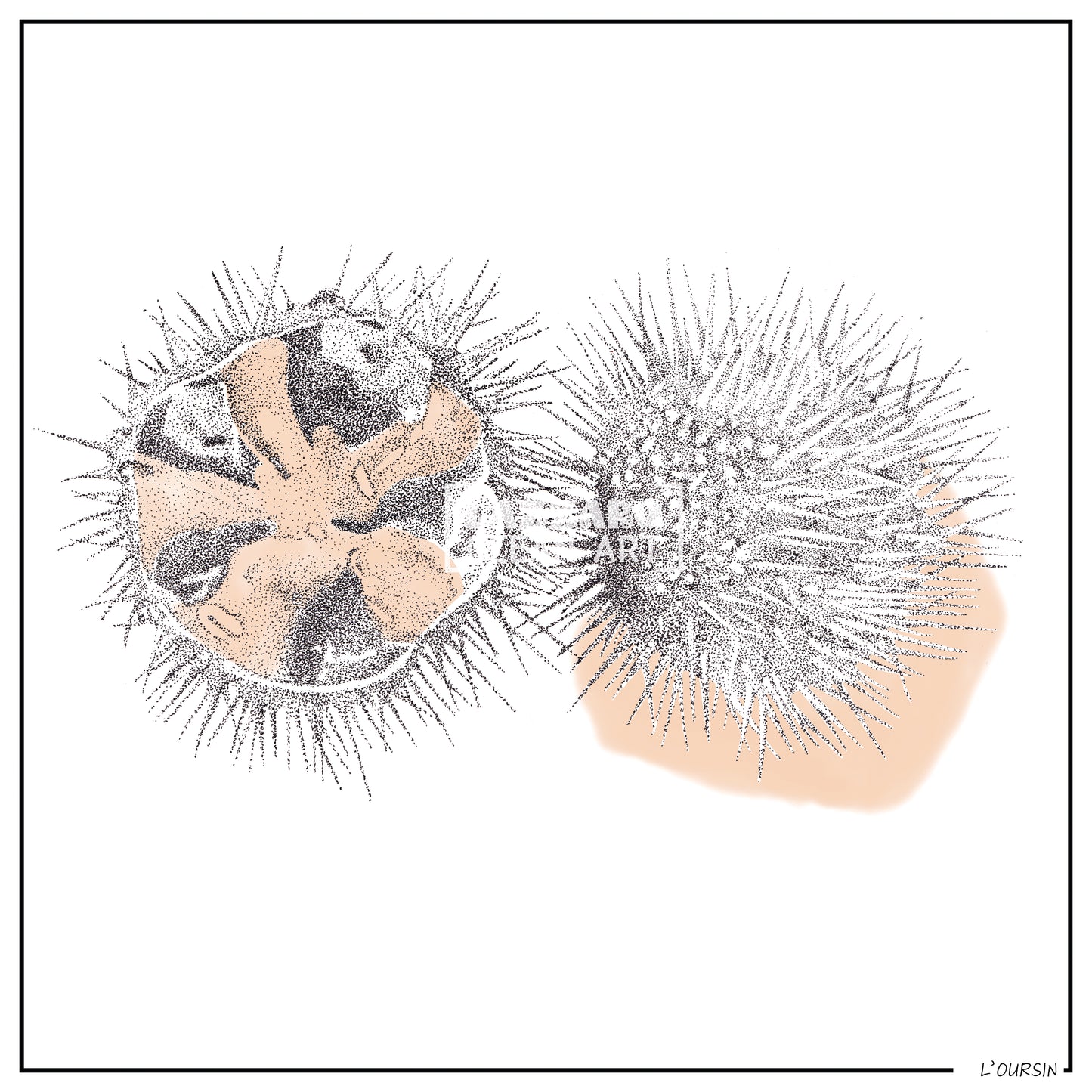 L'oursin - Collection Capsule fin d'année