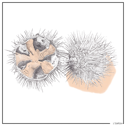 L'oursin - Collection Capsule fin d'année