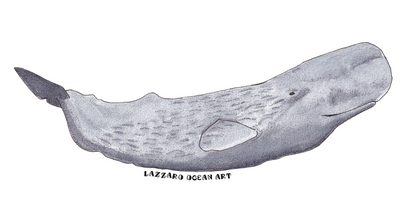 Stickers imperméable