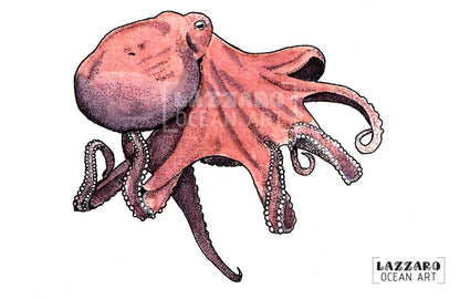Carte postale - poulpe