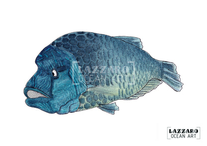 Carte postale - Poisson Napoléon