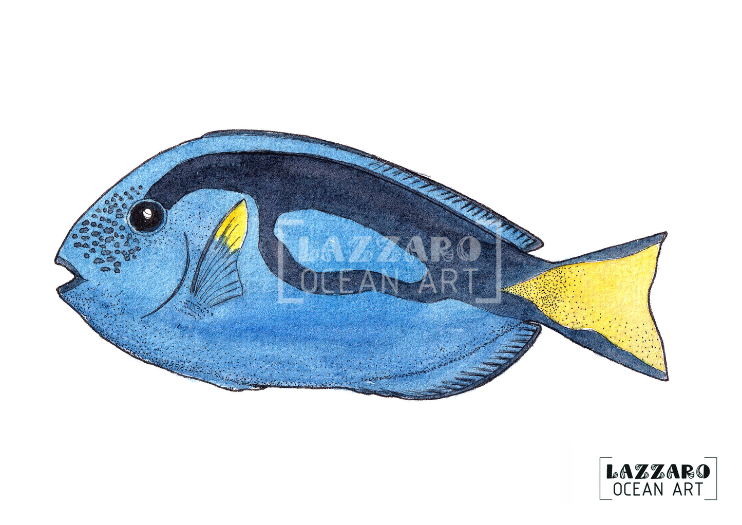 Carte postale - Poisson chirurgien bleu