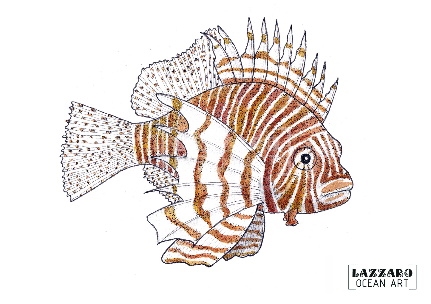 Carte postale - Poisson Rascasse volante