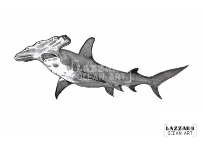 Carte postale - Requin marteau