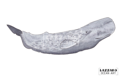 Carte postale - Cachalot