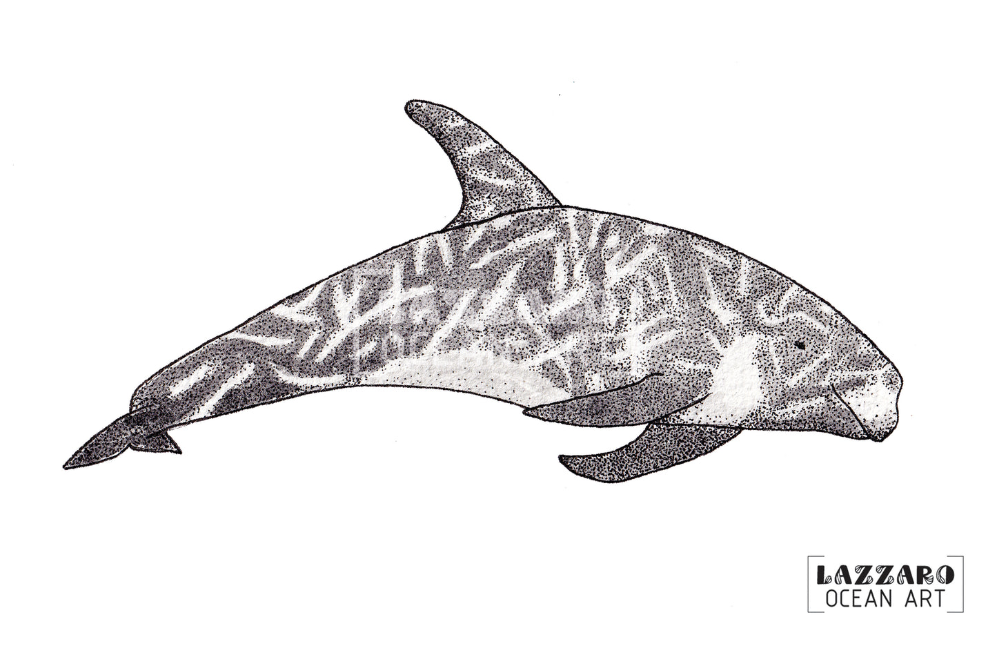 Carte postale - Dauphin de risso