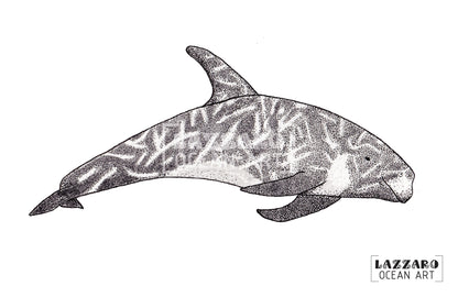 Carte postale - Dauphin de risso