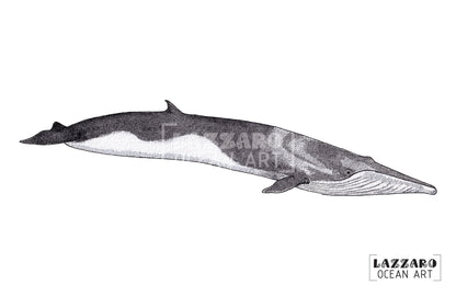 Carte postale - Rorqual